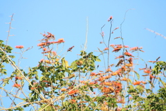 Cynanthus doubledayi