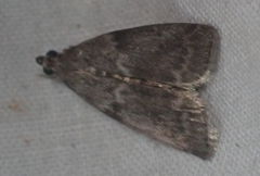 Oreana unicolorella
