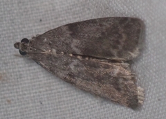Oreana unicolorella