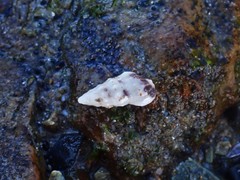 Cerithium egenum