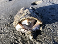 Myoxocephalus