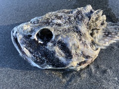 Myoxocephalus