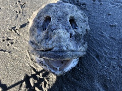 Myoxocephalus