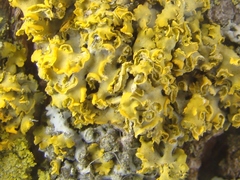 Xanthomendoza fallax