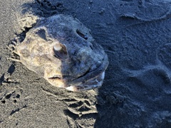 Myoxocephalus