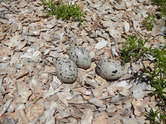 Haematopus palliatus