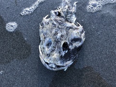 Myoxocephalus