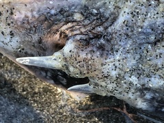 Myoxocephalus