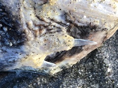 Myoxocephalus