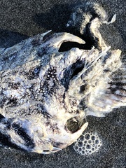 Myoxocephalus