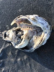 Myoxocephalus