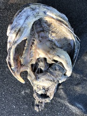 Myoxocephalus