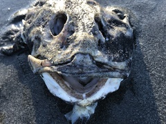Myoxocephalus