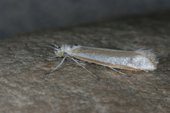 Ypsolopha cockerella