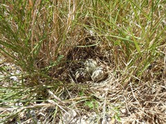 Tringa semipalmata semipalmata