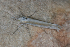 Ypsolopha cockerella