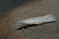 Ypsolopha cockerella