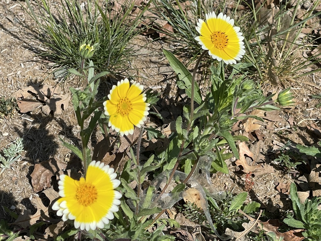 Layia platyglossa, Negro Bar State Park, Orangevale, CA, US