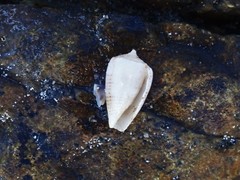 Conus arenatus