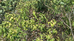 Clerodendrum schmidtii