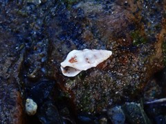 Cerithium egenum