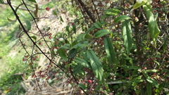 Clerodendrum schmidtii