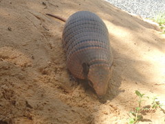 Euphractus sexcinctus