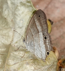 Euptychoides laccine
