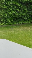 Motacilla alba