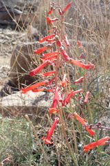 Penstemon subulatus