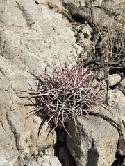 Homalocephala polycephala