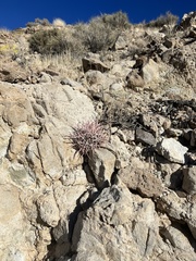 Homalocephala polycephala