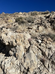 Homalocephala polycephala