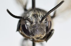 Coelioxys moestus