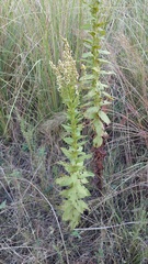 Pterocaulon polystachyum