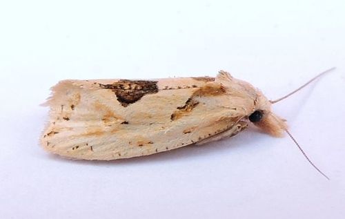 Aethes mymara photo 5