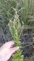 Pterocaulon polystachyum