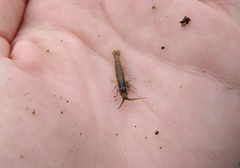 Betaeopsis aequimanus