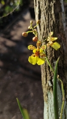 Trichocentrum ascendens