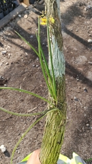 Trichocentrum ascendens