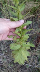 Pterocaulon polystachyum