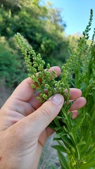 Pterocaulon polystachyum