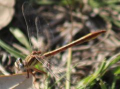 Phanogomphus cavillaris