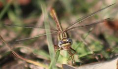 Phanogomphus cavillaris