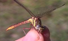 Phanogomphus cavillaris