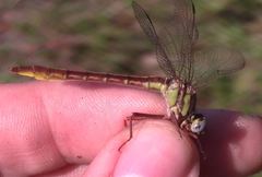 Phanogomphus cavillaris