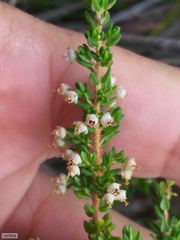 Erica hispidula hispidula
