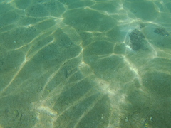 Halichoeres notospilus