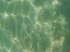 Halichoeres notospilus