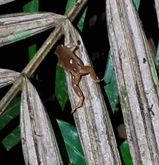 Hamptophryne boliviana